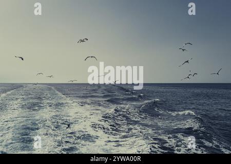 Mouettes au large de la côte de l'île grecque de Skiathos, Grèce, Europe Banque D'Images