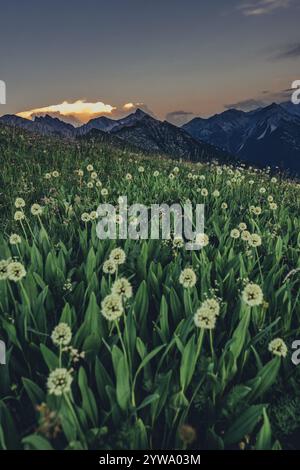 Randonnée sur la montagne Hoenig dans la vallée du Lechtal près de Berwang dans le Tyrol, Autriche, Europe Banque D'Images