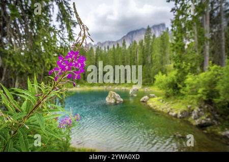 Fleurs de fireweed rose vif encadrant les eaux turquoises étonnantes du lac carezza, face aux majestueuses dolomites Banque D'Images