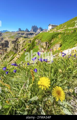 Fleurs sauvages colorées poussant sur les pentes des alpes italiennes avec les sommets de tre cime di lavaredo en arrière-plan. Vacances d'été dans le d italien Banque D'Images