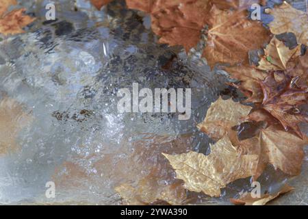 Gros plan de feuilles sèches flottant dans l'eau d'une fontaine publique Banque D'Images
