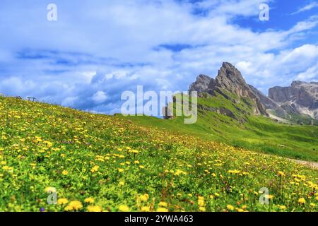 Des fleurs sauvages vibrantes fleurissent sur les pentes de la montagne seceda dans les dolomites, en italie, créant un magnifique paysage estival Banque D'Images