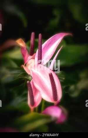 Belle plante de jardin d'hiver Anthurium Zizou, portrait naturel de plante en gros plan. Séduisant, fiable, authentique, Moody, nouveau, bsorbing, abstraction, Banque D'Images