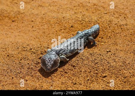 Skink Bobtail (Tiliqua rugosa) communément appelé lézard à tonalités bleues dans le sable rouge de l'Australie occidentale Banque D'Images