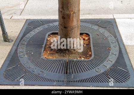 Brea, CA, USA - 25 novembre 2024 : une grille d'arbre sur le trottoir dans une rue de la ville de Brea, Californie, dans le comté d'Orange. Banque D'Images