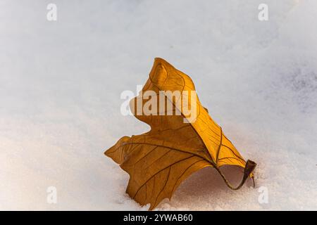 Gros plan d'une feuille jaune fanée couchée dans la neige Banque D'Images