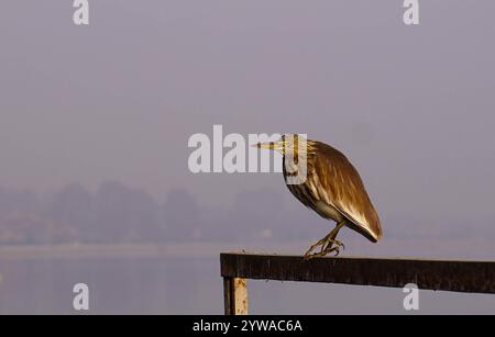 Srinagar, Inde. 10 décembre 2024. Un héron indien de l'étang à la recherche de poissons près du célèbre lac Dal lors d'un matin d'hiver froid et brumeux à Srinagar. Des conditions de froid intense ont régné dans la vallée du Cachemire alors que la température minimale a chuté de plusieurs degrés en dessous du point de congélation. La capitale de la région, Srinagar, enregistre la nuit la plus froide de la saison à moins 5,4 degrés Celsius (41,72 degrés Fahrenheit), ont déclaré les responsables météorologiques dans la région himalayenne. (Photo de Faisal Bashir/SOPA images/Sipa USA) crédit : Sipa USA/Alamy Live News Banque D'Images