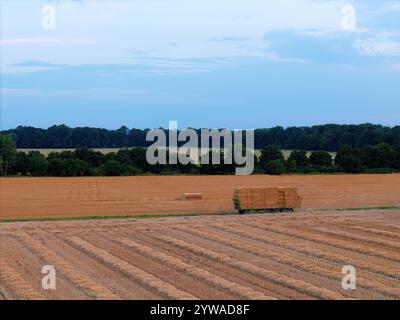 Champ de maïs, récolté avec différentes structures et remorque avec balles de paille Banque D'Images