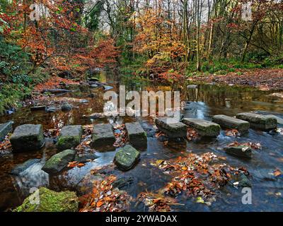 Royaume-Uni, South Yorkshire, Sheffield, Rivelin Valley, River Rivelin, Roscoe Stepping Stones. Banque D'Images