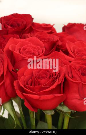bouquet de roses rouges sur fond blanc, gros plan Banque D'Images