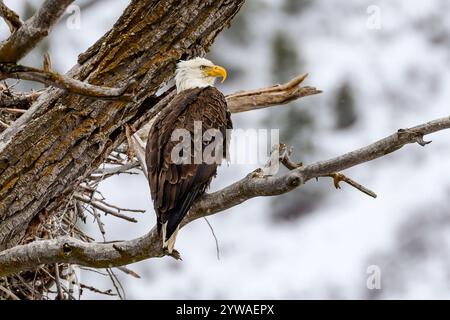 Colorado Bald Eagle Banque D'Images