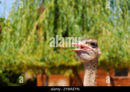 Head of Ostrich close up, en plein air par une journée ensoleillée Banque D'Images