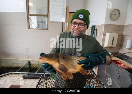 Litomysl, République tchèque. 10 décembre 2024. Vente de carpes de Noël à Litomysl, République tchèque, 10 décembre 2024. La carpe est la nourriture traditionnelle tchèque le soir de Noël. Crédit : Josef Vostarek/CTK photo/Alamy Live News Banque D'Images