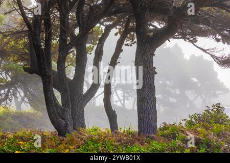 PIN du rivage, Pinus contorta var. Contorta, forêt le long de la côte de l'Oregon au sud de Waldport, États-Unis Banque D'Images