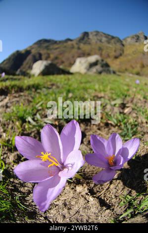 Crocus d'automne (Colchicum autumnale) dans les alpages, Vallée d'Aran, Pyrénées, Lleida, Espagne Banque D'Images