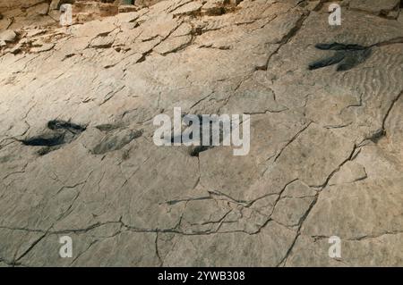 Traces de empreintes de dinosaures (ou ichnites) dans un rocher plat, anciennement le fond d'un lagon intérieur au site fossile de Cornago, la Rioja, Espagne. Banque D'Images