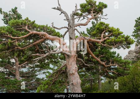 Els ports, Tarragone, Espagne - 23 juillet 2012 : pins écossais (Pinus sylvatica) dans la montagne Caro à els ports de Beseit, Espagne, façonné par le vent et Banque D'Images