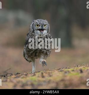 DATE D'ENREGISTREMENT NON INDIQUÉE zu Fuß unterwegs... Virginia-Uhu Bubo virginianus , lustiges Bild einer Eule, Eule läuft am Boden *** Grande chouette à cornes / Tigre marchant, courant sur le sol à travers une forêt de pins, appelant, semble en colère, drôle de vue frontale. Grande chouette à cornes / Tiger Owl / Virginia-Uhu Bubo virginianus marcher, courir sur le sol à travers une forêt de pins, appeler, semble en colère, vue frontale drôle. Wyoming Nordamerika, Vereinigte Staaten von Amerika Banque D'Images