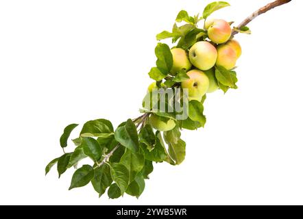 branche avec des pommes isolées sur fond blanc Banque D'Images