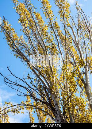 branches de peuplier avec des feuilles jaunes et un ciel bleu en arrière-plan le jour ensoleillé d'automne Banque D'Images