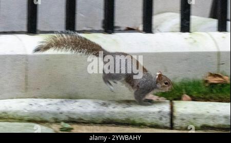Londres, Royaume-Uni. 10 décembre 2024. Un écureuil gris ( Sciurus carolinensis ) aime jouer dans Downing Street London UK Ian crédit : Ian Davidson/Alamy Live News Banque D'Images