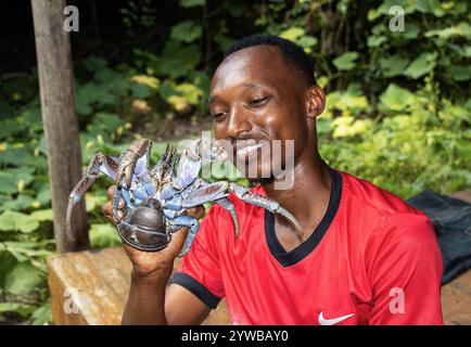 Un grand crabe de noix de coco ou voleur sauvé d'une crevasse inondée par les eaux pluviales par un garde-manger / guide basé sur l'île de Mbudya. Banque D'Images