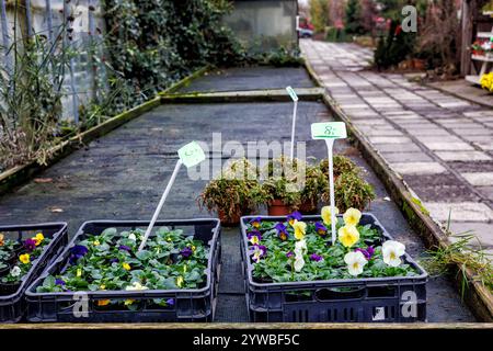 Pots avec des pansies dans des boîtes, avec des étiquettes de prix sur le rack dans un magasin de fleurs. Banque D'Images