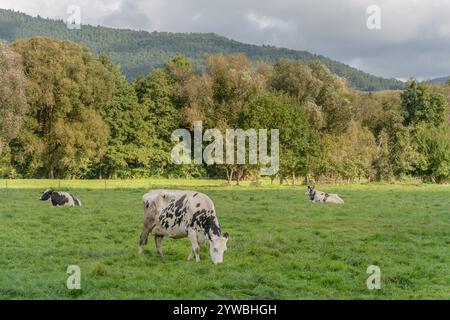 Trois vaches paissent dans un champ verdoyant. Les vaches sont noires et blanches, et elles sont dispersées dans le champ. La scène est paisible et sereine Banque D'Images
