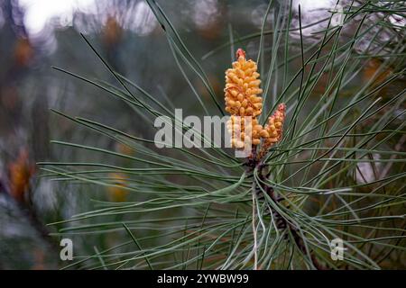 Pine Tree, nature Close-up - 10 décembre 2024 : une vue macro vibrante d'une branche de pin présentant ses cônes polliniques mâles entourés d'aiguilles Banque D'Images