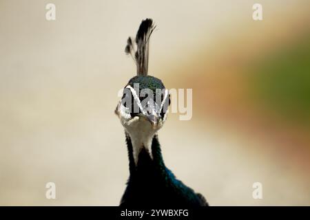 Portrait de peafowl indien - gros plan Banque D'Images