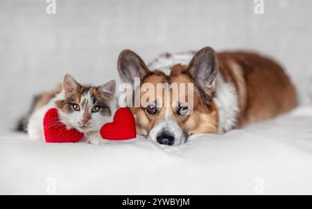 couple d'amis à fourrure chien corgi et chat calico se trouvent à côté du cœur rouge le jour de la saint-valentin Banque D'Images