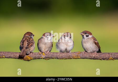 oiseaux naissants moineau assis sur la branche d'arbre dans le jardin d'été Banque D'Images