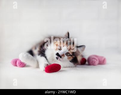 portrait de chaton tricolore mignon couché avec des coeurs roses et rouges sur fond blanc Banque D'Images