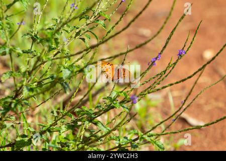 Goiania, Goias, Brésil – 07 décembre 2024 : un papillon orange vif sur une branche d'herbe au milieu du buisson, avec de petites fleurs de lilas. Banque D'Images