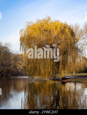 Willow Tree près du lac Banque D'Images