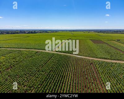 Vignobles verts autour du village de Puligny-Montrachet, Bourgogne, France. Vinification de vin sec blanc de haute qualité à partir de raisins Chardonnay sur grand cru classe vin Banque D'Images