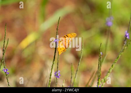 Goiania, Goias, Brésil – 07 décembre 2024 : un papillon orange vif sur une branche d'herbe au milieu du buisson, avec de petites fleurs de lilas. Banque D'Images