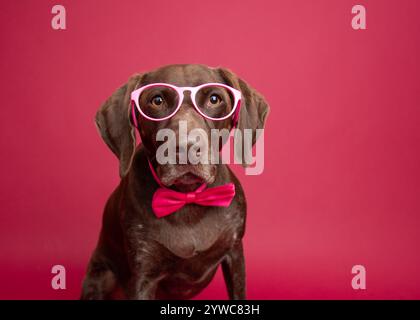 Portrait d'un pointeur allemand à poil court portant un noeud papillon et une paire de lunettes Banque D'Images