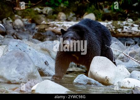 Ours noir debout sur les rochers dans la rivière Stamp, île de Vancouver, Colombie-Britannique, Canada Banque D'Images