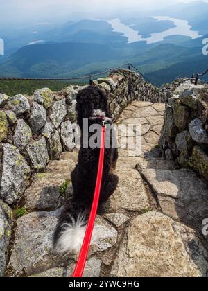 Un joyeux Bernedoodle noir et blanc se trouve le long du chemin menant au sommet de Whiteface Mountain, avec une vue imprenable sur East et West Lake et Lake Placid In Banque D'Images