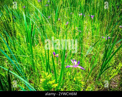 Blue Flag Iris parmi quelques queues et fougères de terres humides trouvées dans la zone sauvage nord du parc d'État de Ludington près de Ludington, Michigan, États-Unis. Banque D'Images