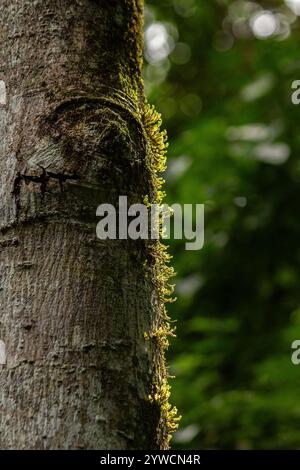 GOIANIA GOIAS BRÉSIL - 07 DÉCEMBRE 2024 : détail de mousse verte sur le tronc d'un arbre en contre-jour. Dans une forêt. Banque D'Images