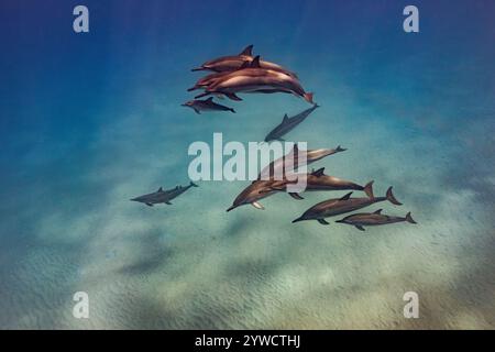 Un groupe de dauphins Spinner avec les veaux nagent dans les eaux claires de Hawai'i Banque D'Images