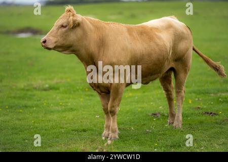 Vaches sur les pâturages d'été. Vaches sur ferme laitière. Vaches en pâturage. Animaux d'élevage. Vaches qui paissent sur des terres agricoles Banque D'Images