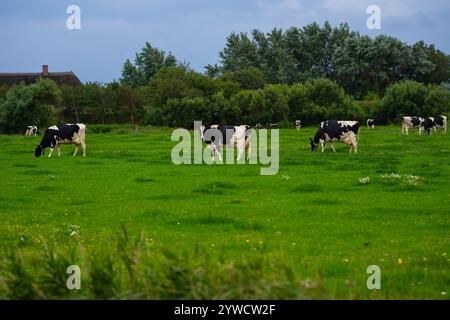 Vaches sur les pâturages d'été. Vache mature au pâturage. Vache mangeant de l'herbe au pâturage. Ferme des vaches. Vaches qui paissent au pâturage Banque D'Images