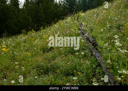 Les arbres tombés reposent sur Hillside couverts de fleurs sauvages Banque D'Images