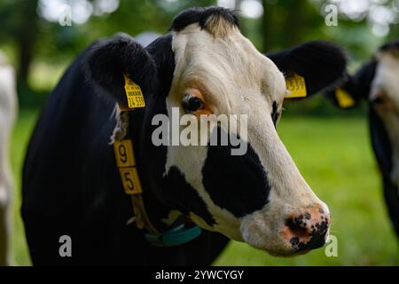 Vache mature. Vache Holstein noire et blanche sur prairie. Vaches Holstein au pâturage. Vaches sur un pré. Ferme des vaches. Ferme de campagne. Troupeau de vaches au champ Banque D'Images