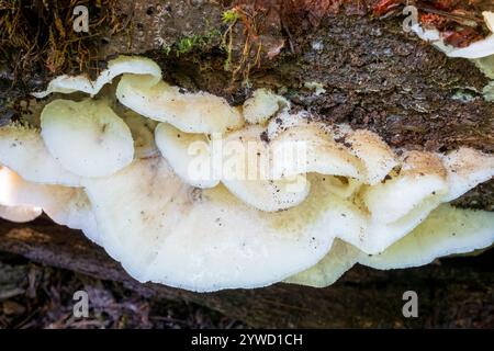 Issaquah, Washington, États-Unis. Pourriture de gelée ou tremblement Merulius (Phlebia tremellosa) champignon qui pousse sur le bois pourri des feuillus et des conifères pl Banque D'Images
