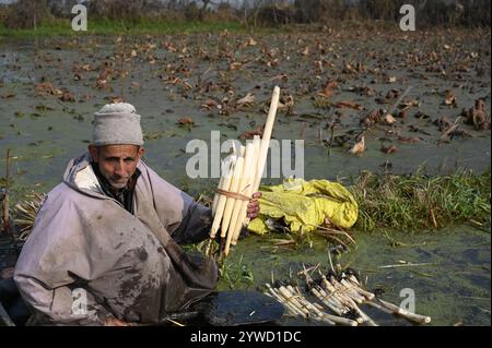 Srinagar, Inde. 10 décembre 2024. SRINAGAR, INDE - 10 DÉCEMBRE : les agriculteurs extraient des tiges de Lotus localement connues sous le nom de Nadur à la température inférieure à zéro de l'eau du lac Anchar le 10 décembre 2024 dans la banlieue de Srinagar, en Inde. Cold Wave s'attaque au Cachemire, alors que Srinagar Records est la nuit la plus froide de la saison à moins 5,4 degrés celsius. (Photo de Waseem Andrabi/Hindustan Times/Sipa USA) crédit : Sipa USA/Alamy Live News Banque D'Images