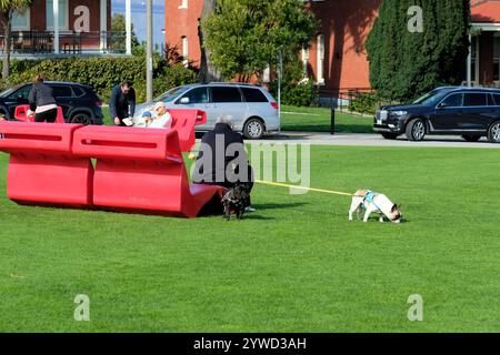 Paire de bouledogues français avec un tirant sur la laisse tandis que le propriétaire de l'animal est assis sur une chaise rouge ; Presidio, San Francisco, Californie. Banque D'Images